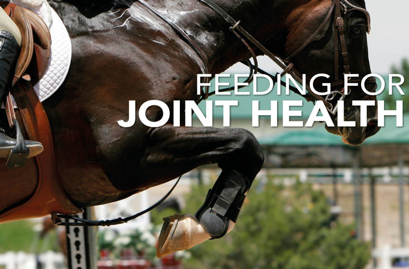 Feeding for Joint Health - Equine Science Matters™